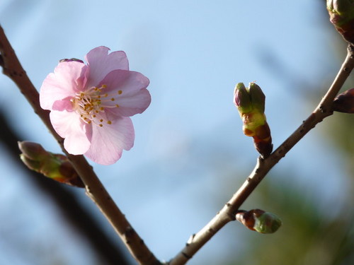 シーの河津桜_20100131_03.jpg