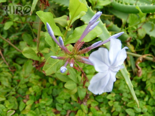 シー散歩_植物観察_20111105_11.jpg