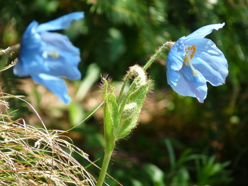 スプリングカーニバルお昼前 20090510_016.jpg