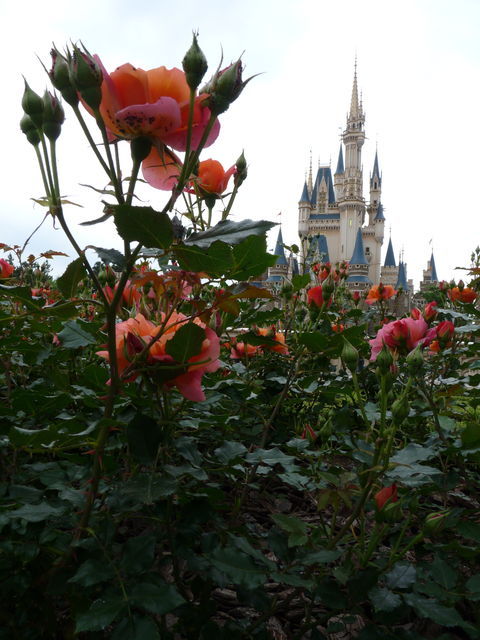 ディズニーランド春の花散歩 20090516_016.jpg