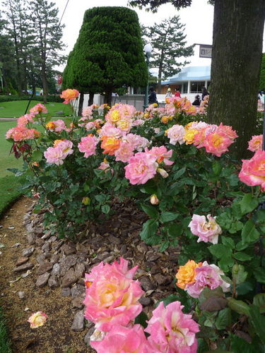 ディズニーランド春の花散歩 20090516_018.jpg