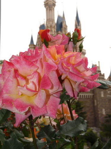 ディズニーランド春の花散歩 20090516_020.jpg