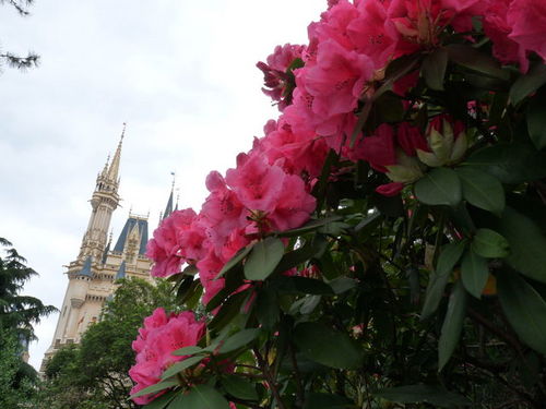 ディズニーランド春の花散歩 20090516_023.jpg