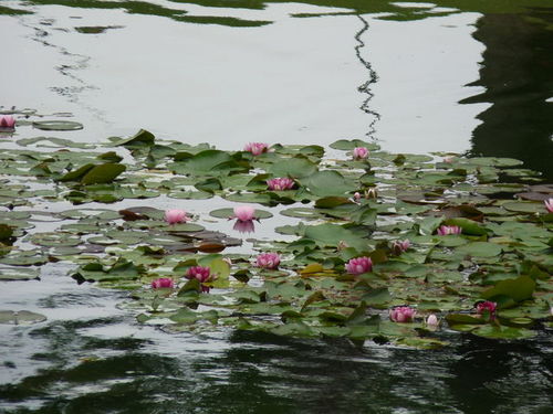 ディズニーランド春の花散歩 20090516_027.jpg