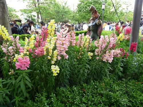 ディズニーランド春の花散歩 20090516_033.jpg