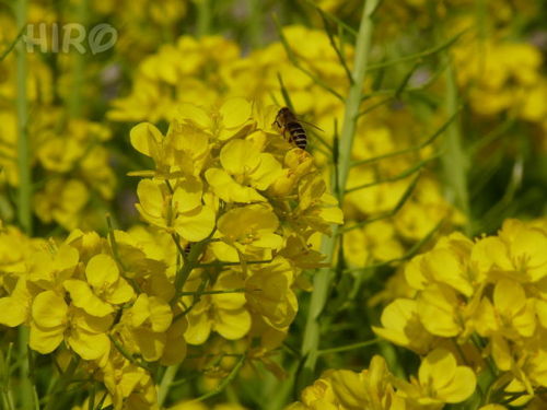 ハーバー坂の花壇 20100313_17.jpg