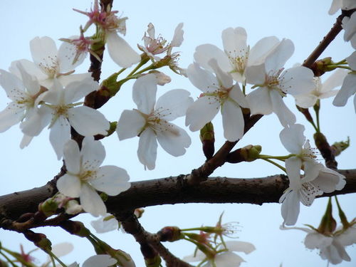 ミラコの桜 20090328_011.jpg