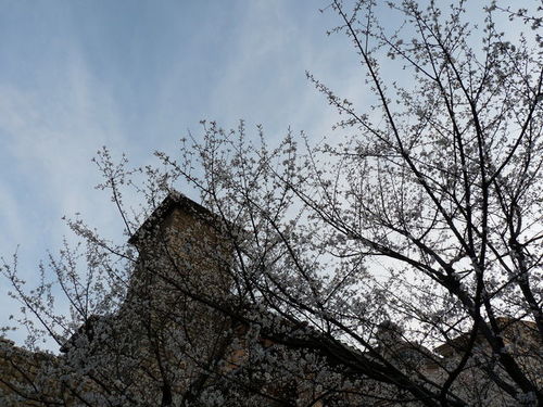 ミラコの桜 20090328_012.jpg