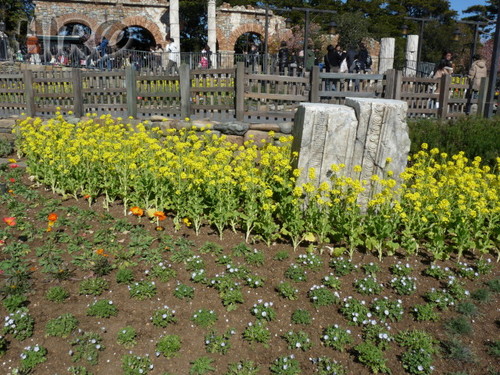 春の花_TDS_20110305_03.jpg