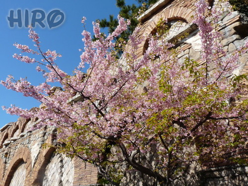 河津桜_20110305_01.jpg