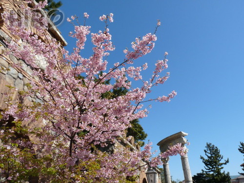 河津桜_20110305_02.jpg