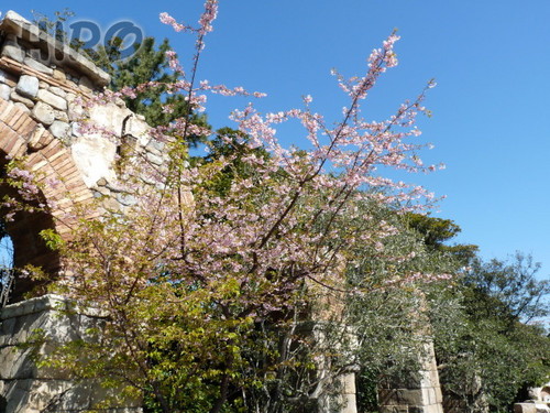 河津桜_20110305_03.jpg