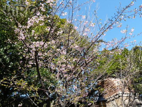 河津桜_20110305_04.jpg