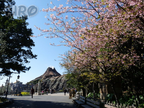 河津桜_20110305_05.jpg