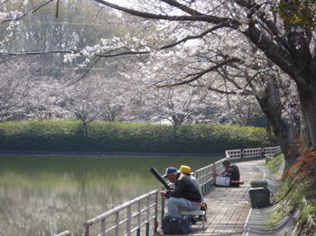 千葉の桜　sakura