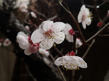 本部道場　梅の花