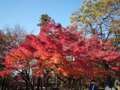 南禅寺　紅葉.jpg