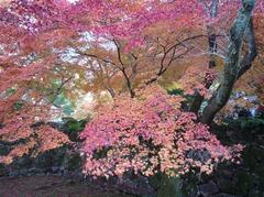 南禅寺　紅葉２.jpg