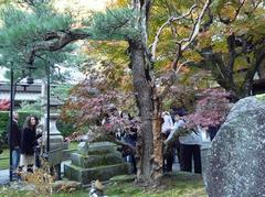 南禅寺　縁結びの松