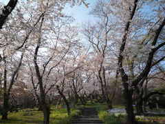 半田山　桜