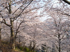 半田山　桜