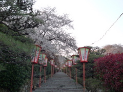 半田山　桜