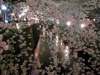 目黒川　桜