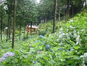 三室戸寺4.jpg