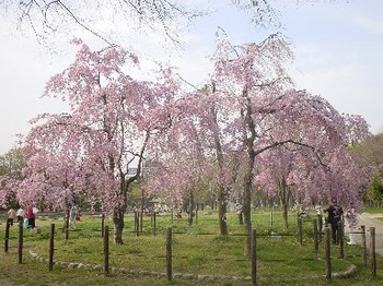 枝垂桜.jpg