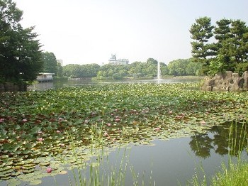 睡蓮1＠長居植物園.jpg