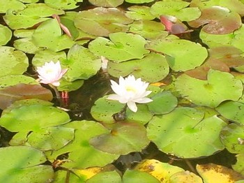 睡蓮2＠長居植物園.jpg