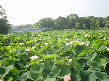 蓮6＠長居植物園.jpg