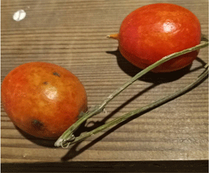 烏瓜種-1.gif