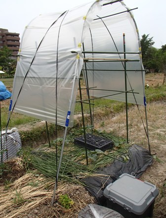 オラの農園日記 第二期 Ssブログ