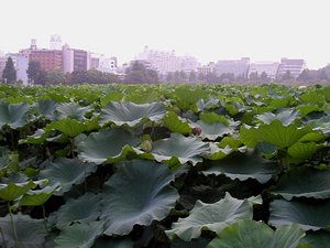 大迫力の蓮さんたち