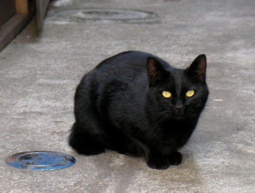 月島の黒猫①