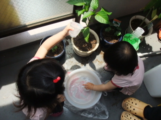 水やりをするテラ子とテラ美