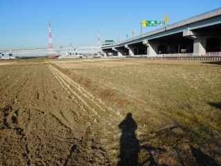 湘南タゲリ米生産田