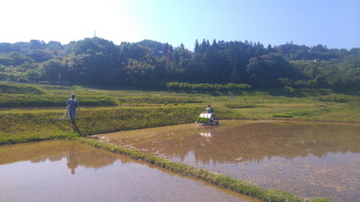 田植え