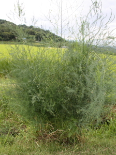 成長したアスパラガス