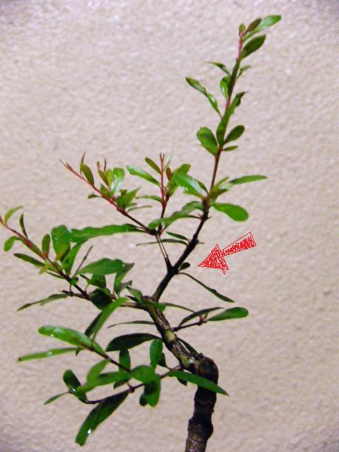 いつか盆栽 風日記