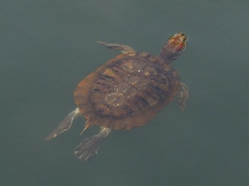 turtle_s.jpg