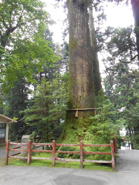 箱根神社　矢立の杉_1.JPG