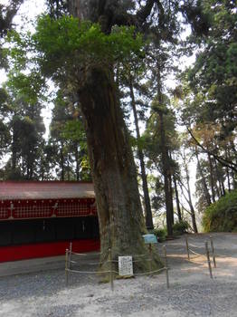 住吉神社（末吉）　スギの木.JPG