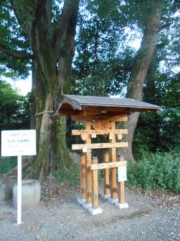 石坐神社　エノキ.JPG