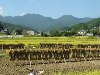 秋の大宇陀　稲刈りが始まっていた