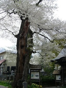 八方のペンション街にある桜