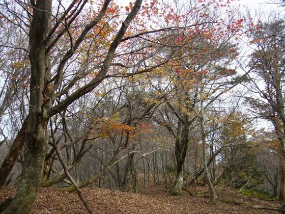 標高600まで降りるとわずかに残る紅葉