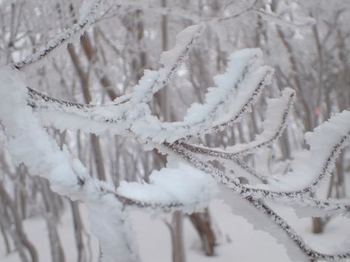 霧氷