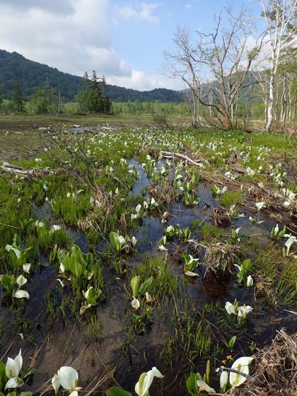 山ノ鼻と牛首の間にミズバショウの群生地があった！